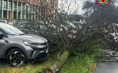 VENTO FORTE, ALBERI SRADICATI. FORTUNATAMENTE NON CI SONO FERITI