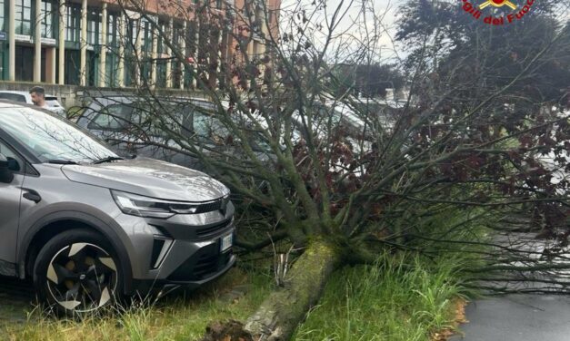 VENTO FORTE, ALBERI SRADICATI. FORTUNATAMENTE NON CI SONO FERITI