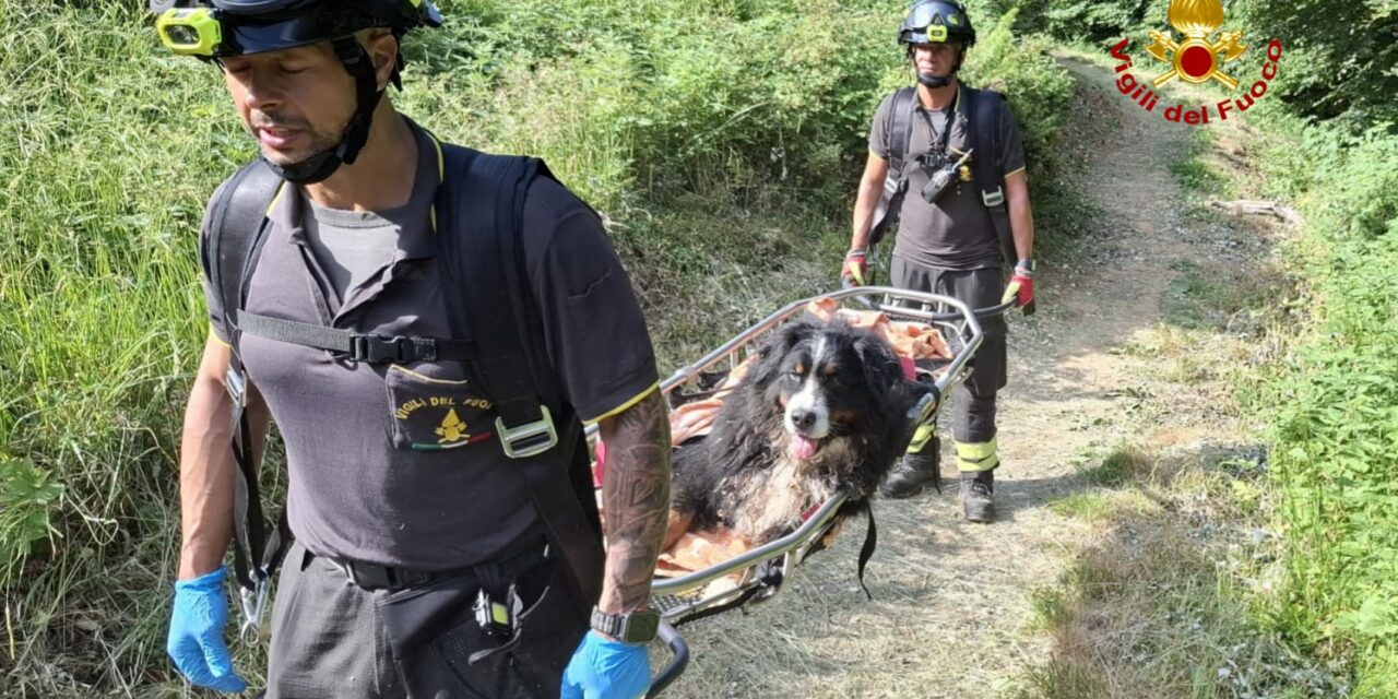 VIGILI DEL FUOCO AL LAVORO TRA INCENDI E SALVATAGGI