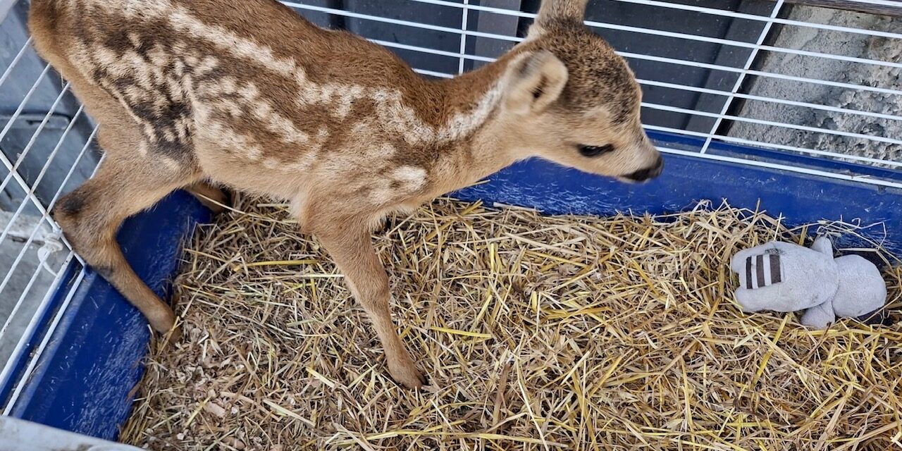 VETTO, SALVATO CUCCIOLO DI DAINO RAPITO