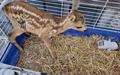VETTO, SALVATO CUCCIOLO DI DAINO RAPITO
