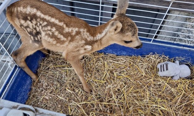 VETTO, SALVATO CUCCIOLO DI DAINO RAPITO
