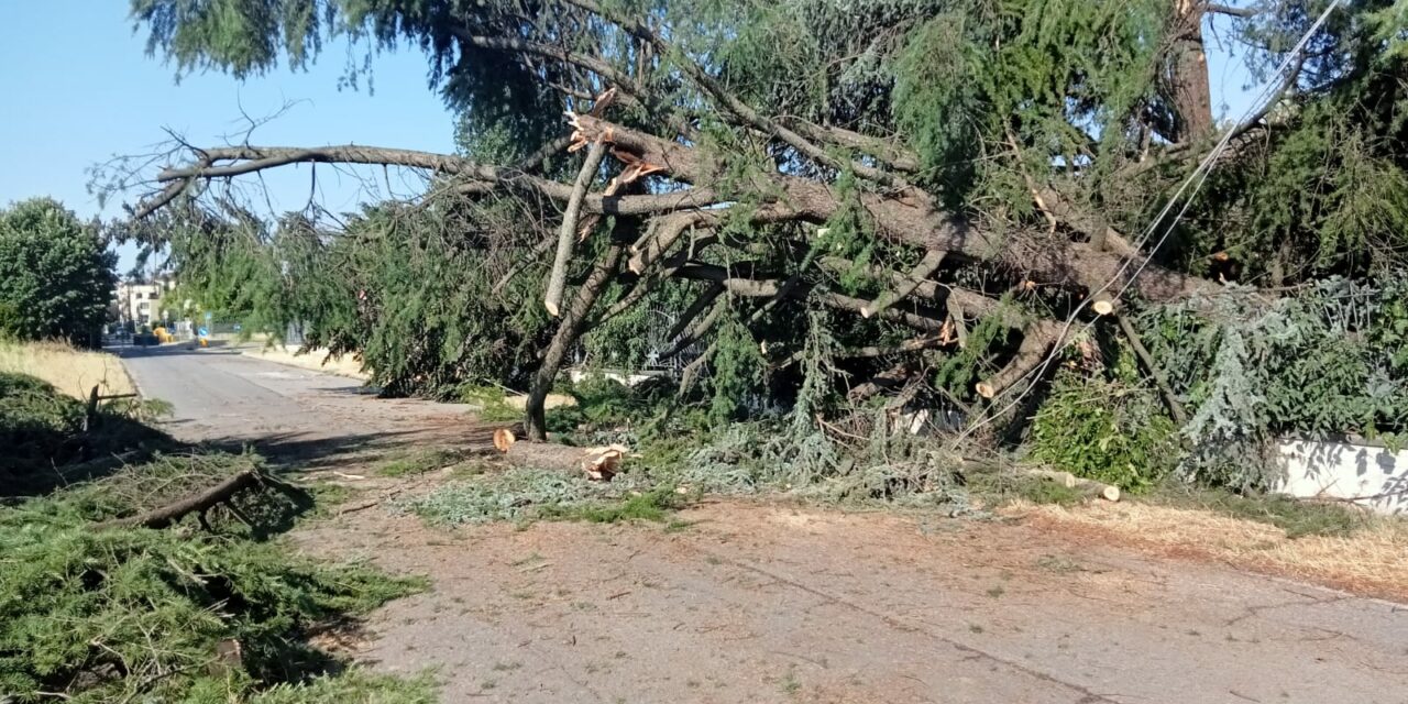 MALTEMPO, LA CONTA DEI DANNI, FAMIGLIE EVACUATE A POVIGLIO E BRESCELLO. DANNI INGENTI IN TUTTA LA PROVINCIA