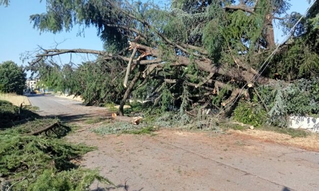 MALTEMPO, LA CONTA DEI DANNI, FAMIGLIE EVACUATE A POVIGLIO E BRESCELLO. DANNI INGENTI IN TUTTA LA PROVINCIA