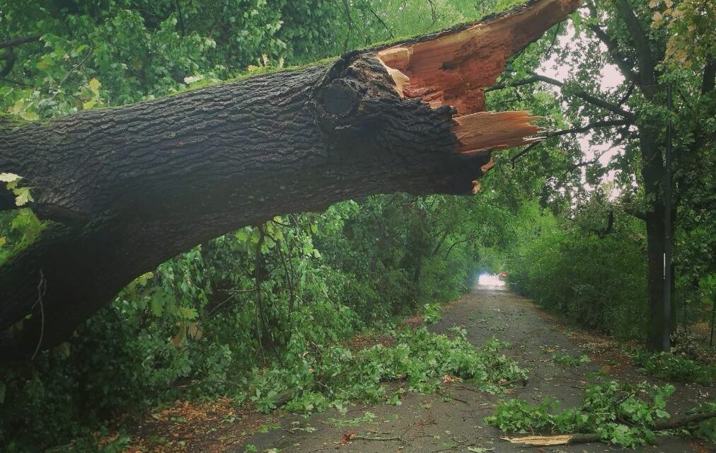 STRAGE DI ALBERI, LA SPIEGAZIONE DEL BOTANICO UGO PELLINII