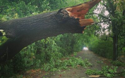 STRAGE DI ALBERI, LA SPIEGAZIONE DEL BOTANICO UGO PELLINII