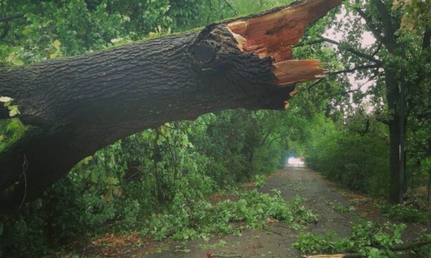 STRAGE DI ALBERI, LA SPIEGAZIONE DEL BOTANICO UGO PELLINII