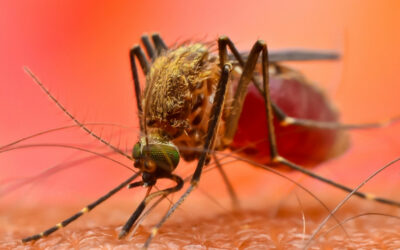 FEBBRE DENGUE, UN CASO SOSPETTO NELL’AREA DI VIA FRATELLI ROSSELLI, DISINFESTAZIONE NELLA NOTTE