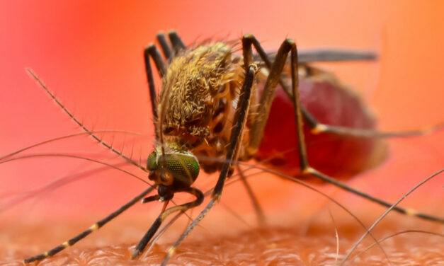 FEBBRE DENGUE, UN CASO SOSPETTO NELL’AREA DI VIA FRATELLI ROSSELLI, DISINFESTAZIONE NELLA NOTTE