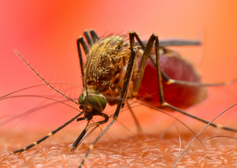 FEBBRE DENGUE, UN CASO SOSPETTO NELL’AREA DI VIA FRATELLI ROSSELLI, DISINFESTAZIONE NELLA NOTTE