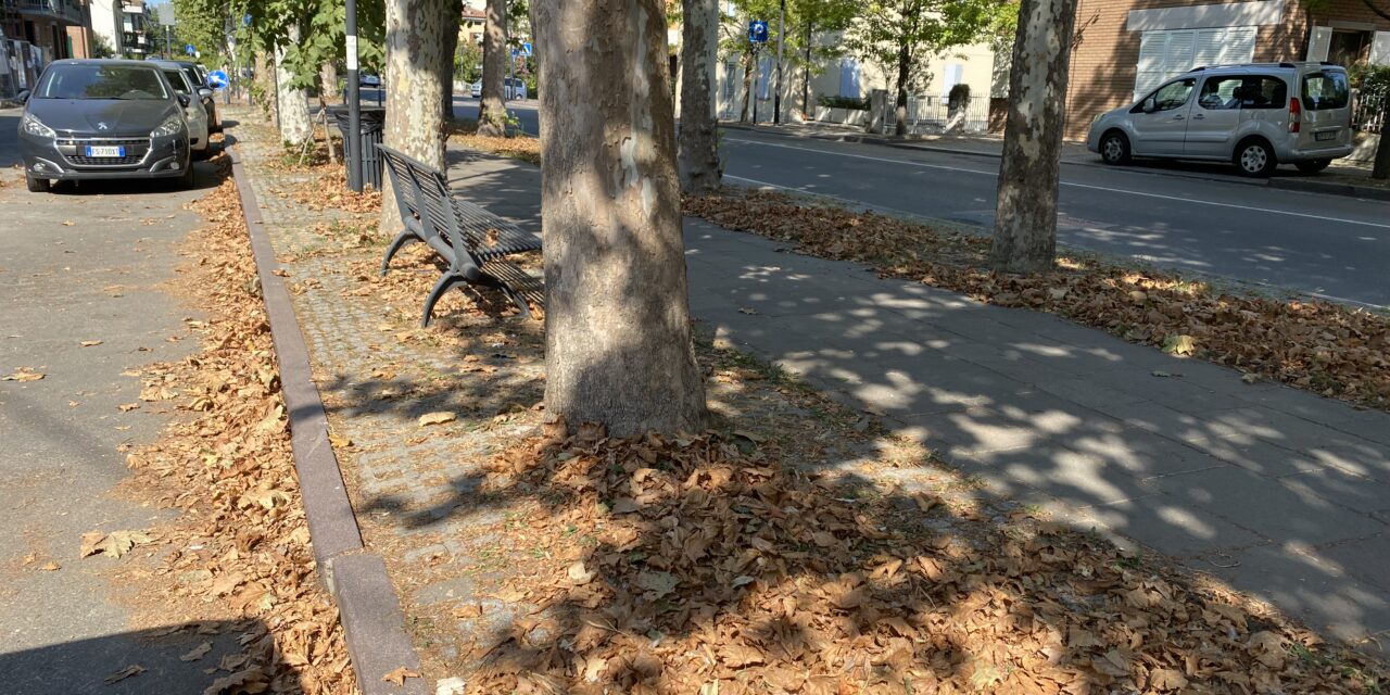 FOGLIE D’AUTUNNO A FERRAGOSTO