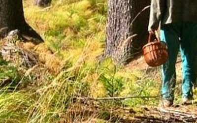 ANZIANO MUORE MENTRE VA A FUNGHI