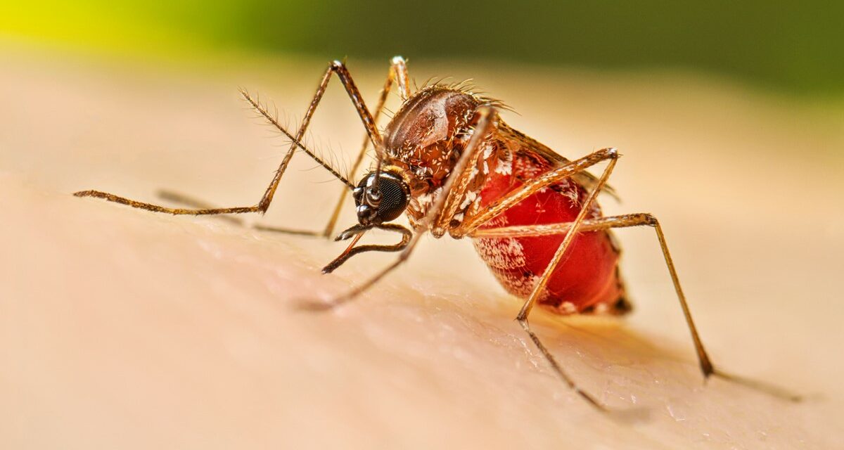 CASO DI DENGUE A CASTELLARANO. LA PERSONA RISULTA RICOVERATA.