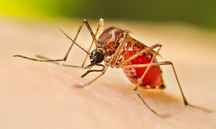 SOSPETTO CASO DI CHIKUNGUNYA A REGGIO