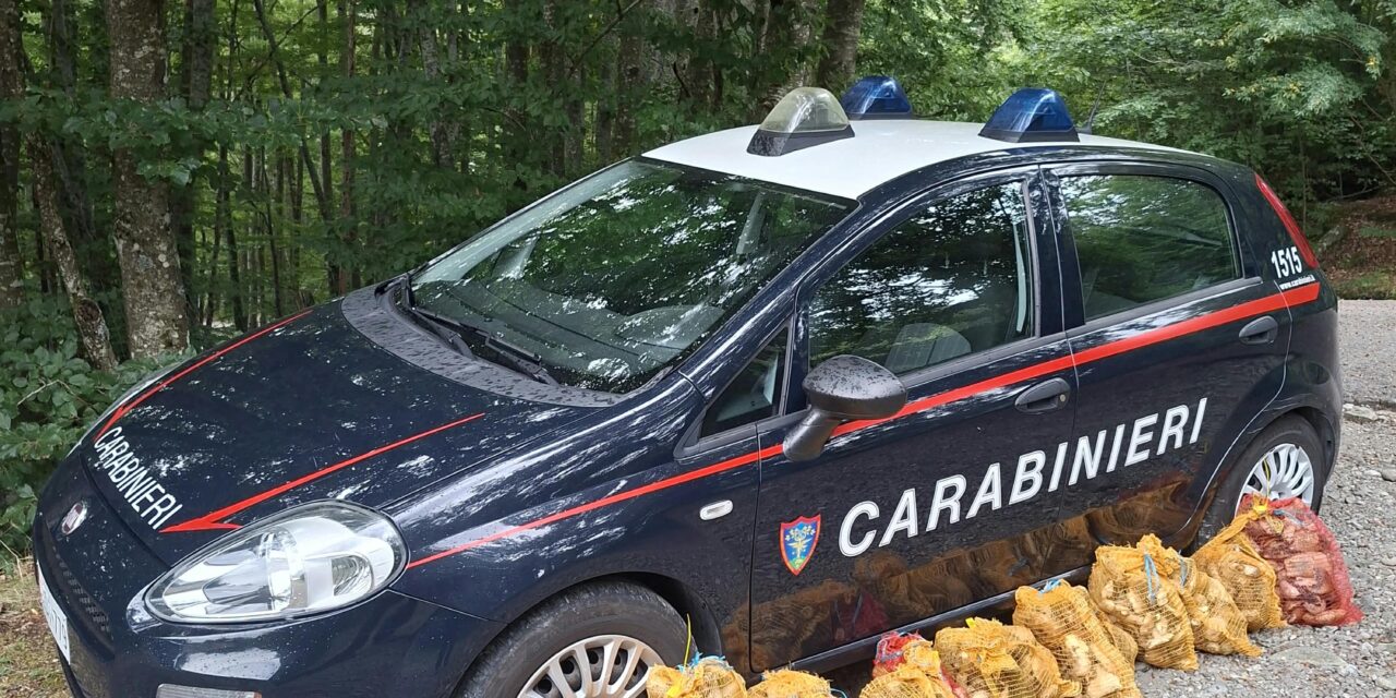 BLITZ DEI CARABINIERI NELLA RACCOLTA FUNGHI, SEQUESTRATO MEZZO QUINTALE DI PORCINI