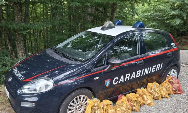 BLITZ DEI CARABINIERI NELLA RACCOLTA FUNGHI, SEQUESTRATO MEZZO QUINTALE DI PORCINI