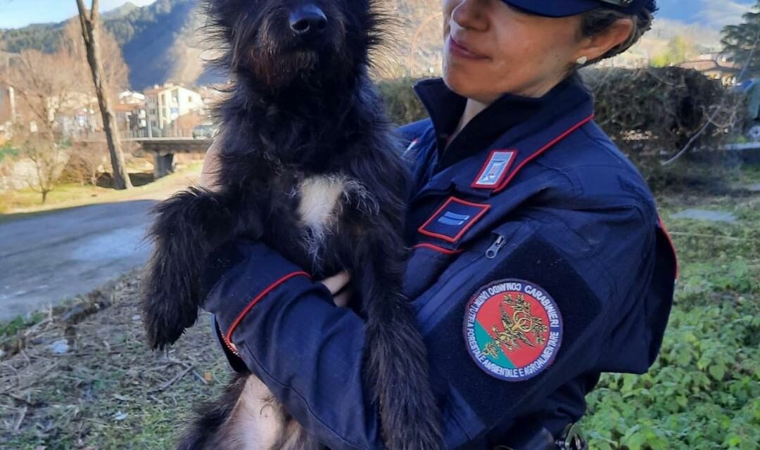 CASTELNOVO SOTTO, SALVATO CANE MALTRATTATO