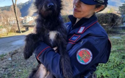 CASTELNOVO SOTTO, SALVATO CANE MALTRATTATO