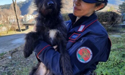 CASTELNOVO SOTTO, SALVATO CANE MALTRATTATO