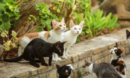 GATTI SCOMPARSI IN APPENNINO, SI INDAGA