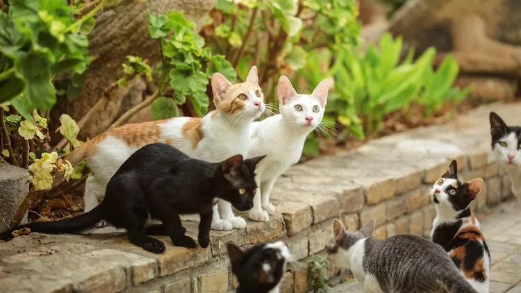 GATTI SCOMPARSI IN APPENNINO, SI INDAGA