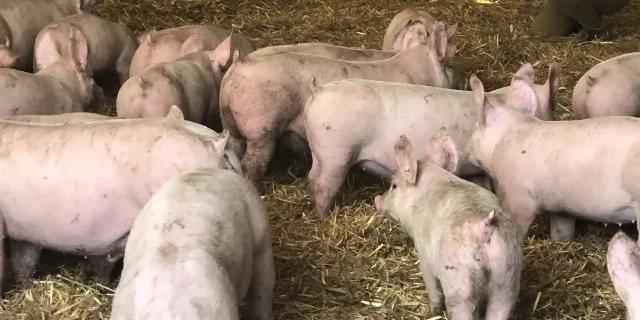PESTE SUINA, SCANDIANO E ALBINEA SENZA RESTRIZIONI