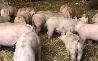 PESTE SUINA, SCANDIANO E ALBINEA SENZA RESTRIZIONI