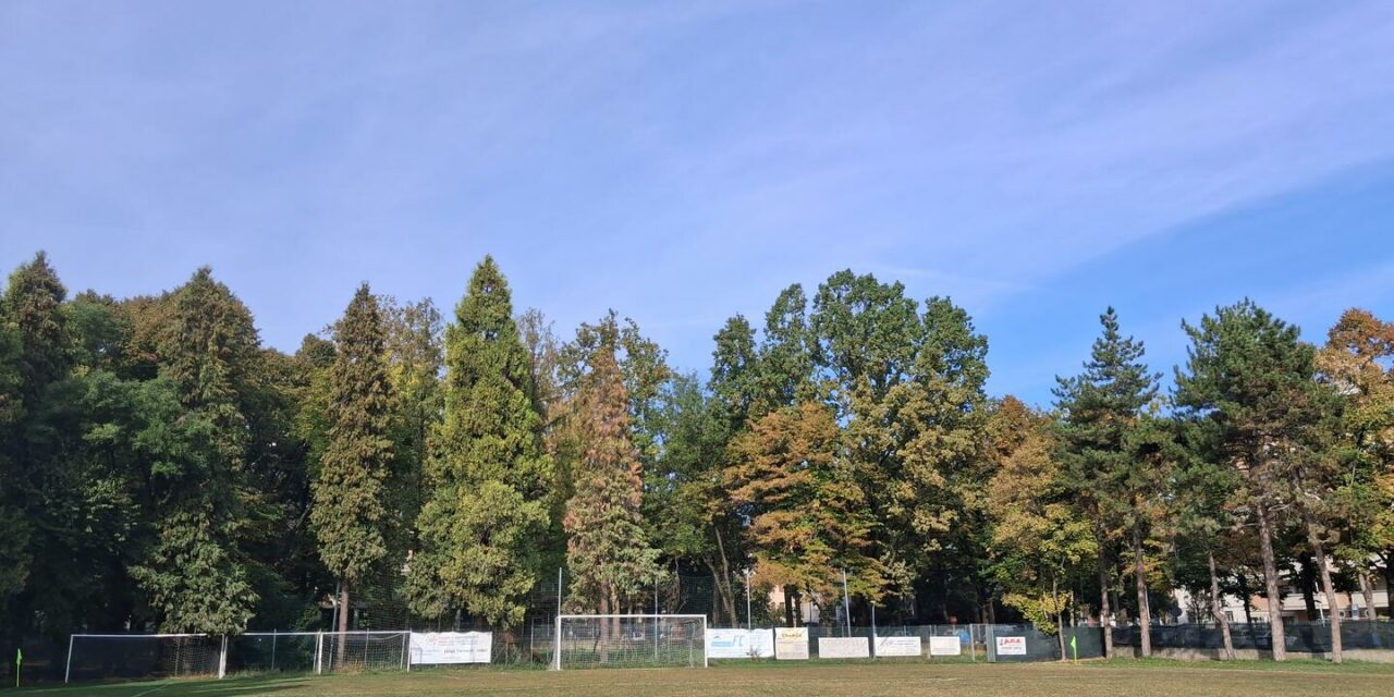 VIA MELATO, “ALTRI ALBERI A RISCHIO ABBATTIMENTO”