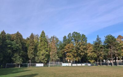 VIA MELATO, “ALTRI ALBERI A RISCHIO ABBATTIMENTO”