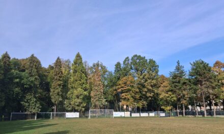 VIA MELATO, “ALTRI ALBERI A RISCHIO ABBATTIMENTO”