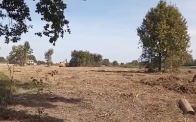 NOVELLARA, STOP AL TAGLIO NEL “BOSCO”