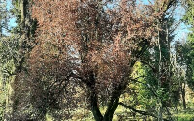 BOSCO OSPIZIO, INTERVIENE IL MINISTERO DELLE FORESTE