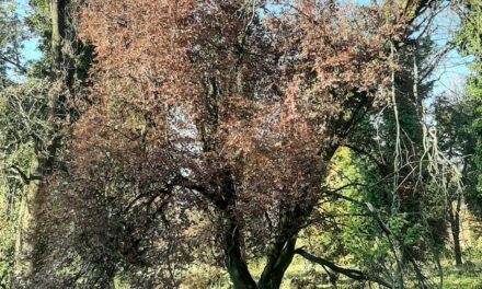 BOSCO OSPIZIO, INTERVIENE IL MINISTERO DELLE FORESTE