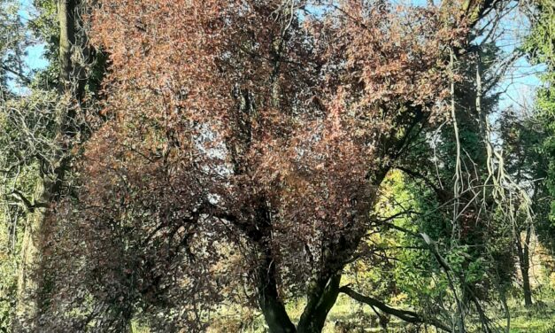 BOSCO OSPIZIO, INTERVIENE IL MINISTERO DELLE FORESTE