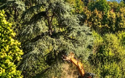 BOSCO OSPIZIO, UGO PELLINI: “VI ERANO ALBERI SALVABILI”