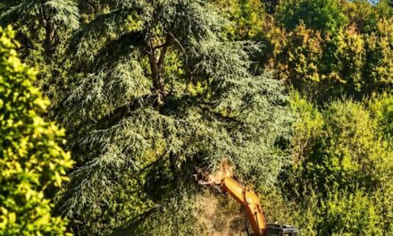 BOSCO OSPIZIO, UGO PELLINI: “VI ERANO ALBERI SALVABILI”