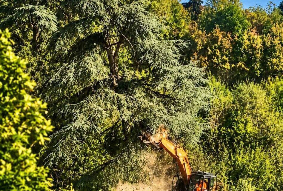 BOSCO OSPIZIO, UGO PELLINI: “VI ERANO ALBERI SALVABILI”