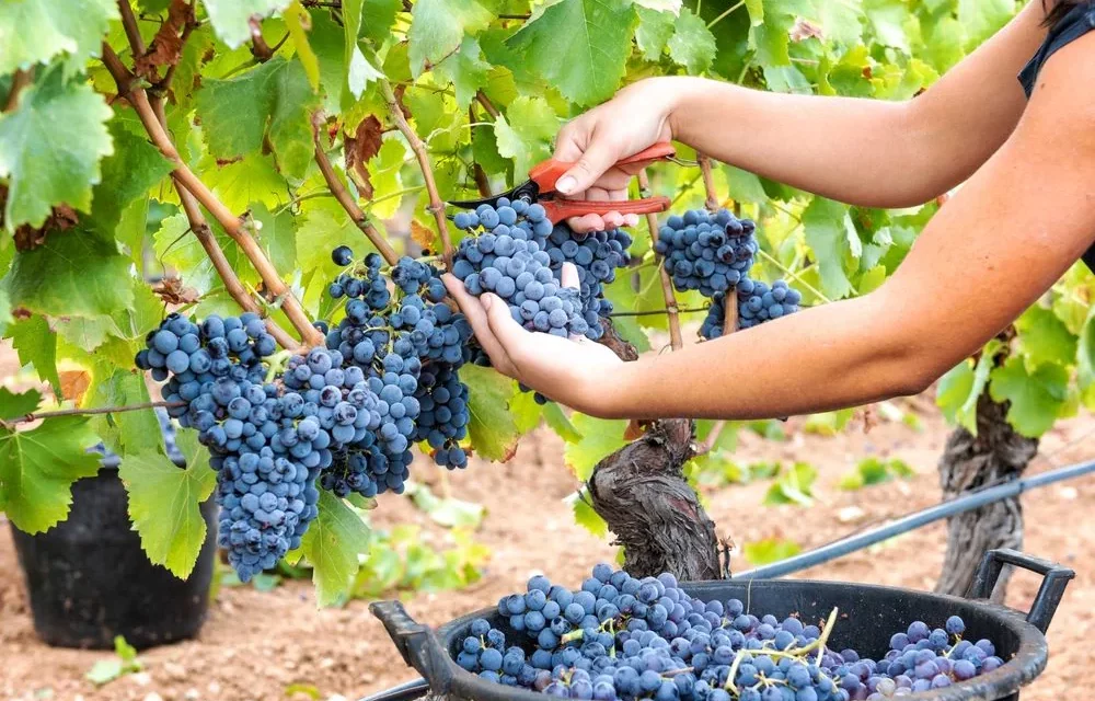 VENDEMMIA 2026, ALTA QUALITÀ PER I RACCOLTI REGGIANI