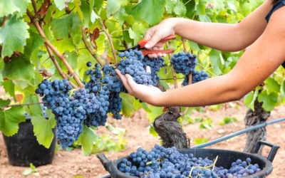 VENDEMMIA 2026, ALTA QUALITÀ PER I RACCOLTI REGGIANI