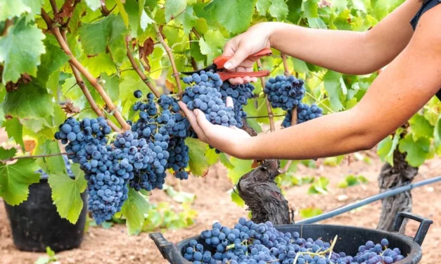 VENDEMMIA 2026, ALTA QUALITÀ PER I RACCOLTI REGGIANI